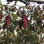 게스트하우스 възрожденски комплекс чардакъ 소포트